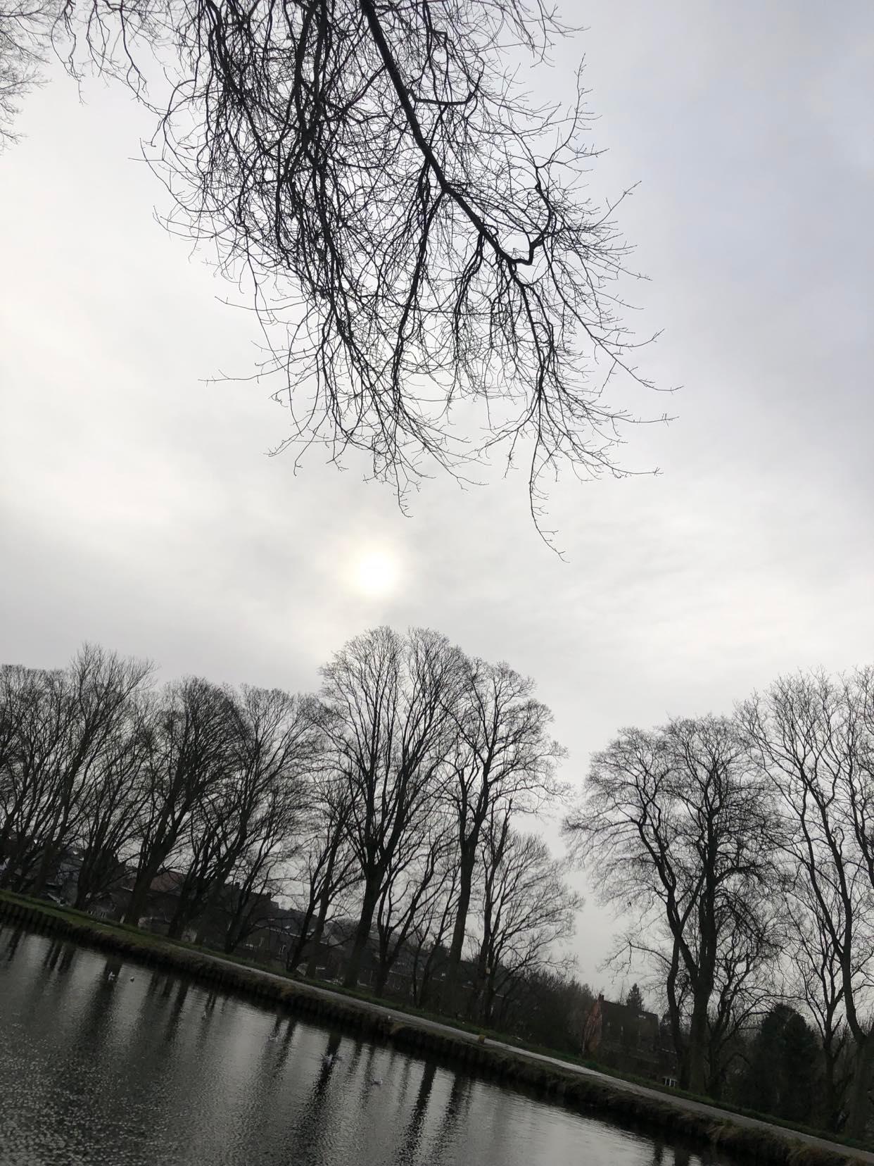 Abattage arbre