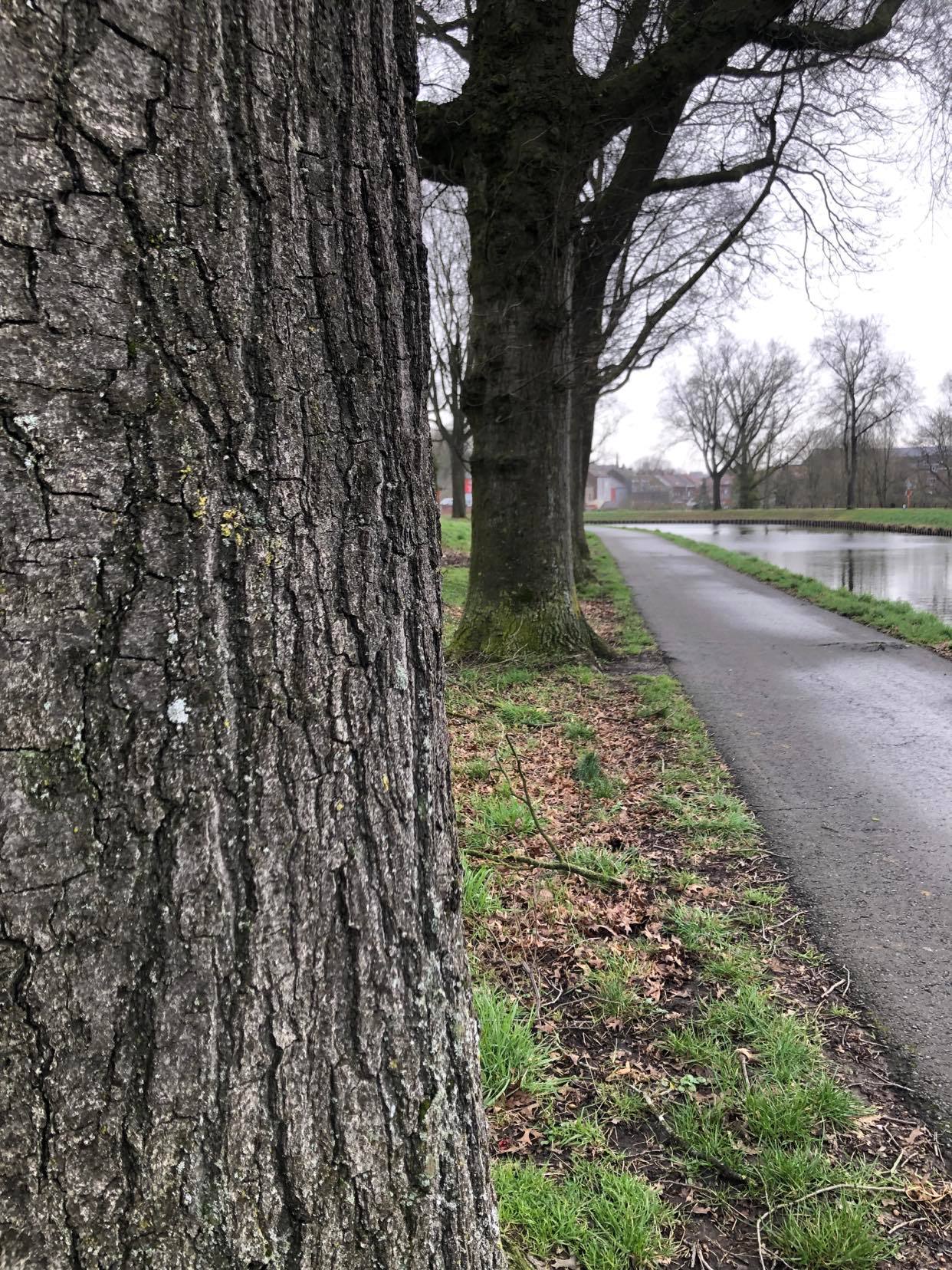 Abattage arbre
