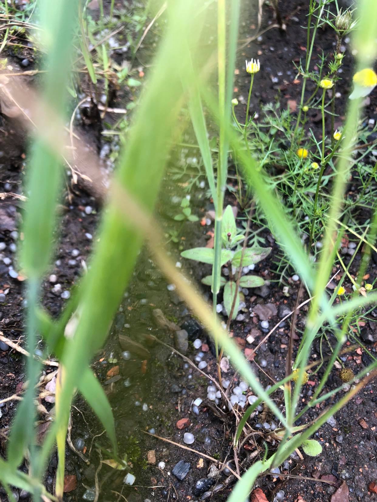 Micro-billes