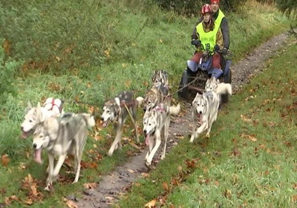 Morlanwelz: entraînement des amateurs de chiens de traîneaux