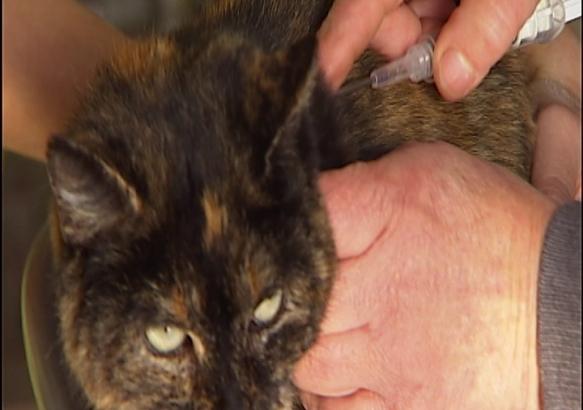 Une puce pour identifier son chat