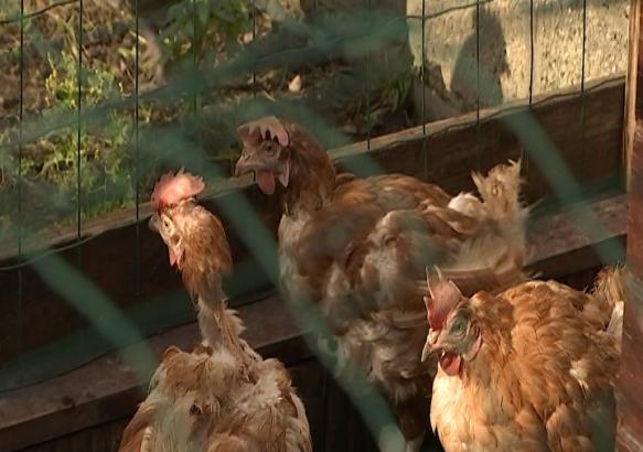 Anderlues: une seconde vie pour 300 poules