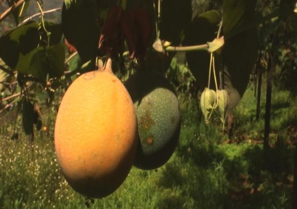 Iles de Paix au Pérou. Vente des fruits