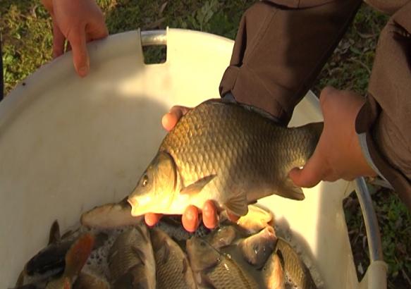 Strépy-Bracquegnies: empoissonnement exceptionnel des étangs.