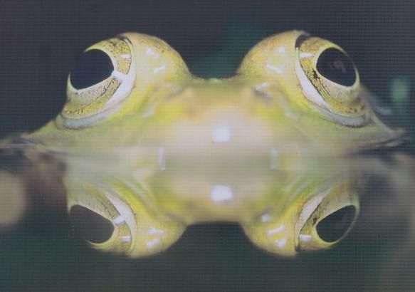 Une animation autour des amphibiens à Braine le Comte