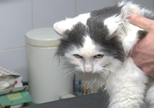Soignies : un subside pour les chats