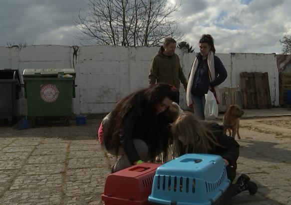 La Louvière : la SPA héberge les chiens et chats des sans-abri