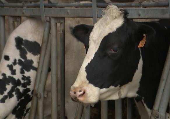 Braine-le-Comte : une brochure pour lutter contre les idées reçues sur l'élevage
