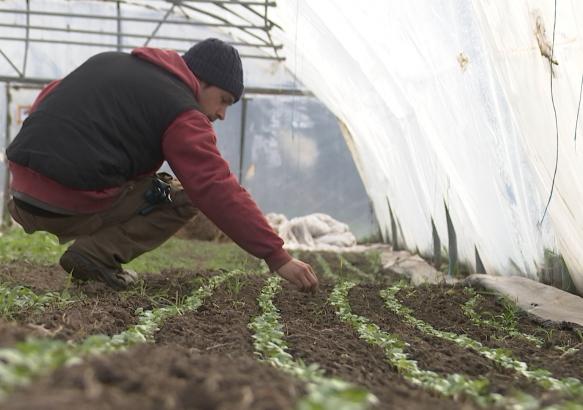 Trivières: le froid, un problème pour les producteurs de légumes