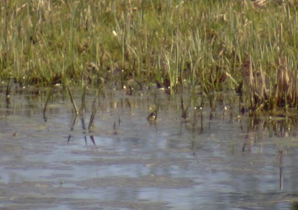 Découverte du marais de Buvrinnes: une réserve naturelle privée 