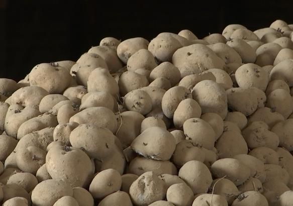 Steenkerque: rencontre avec un producteur de pommes de terre
