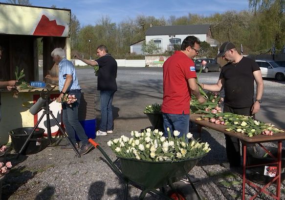 Le Roeulx - Erquelinnes: des tulipes contre le cancer