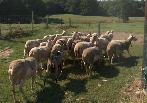 La ferme du Planois à Hennuyères; spécialiste des produits à base de lait cru
