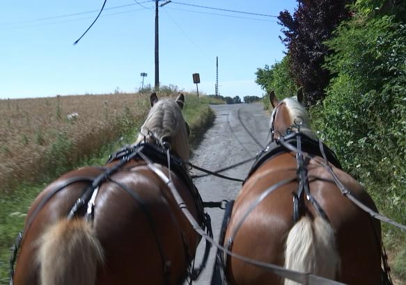 Les chevaux de traits du Bois Vignol