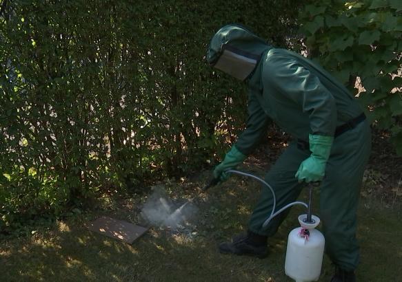La Louvière: les pompiers sollicités pour des nids de guêpes