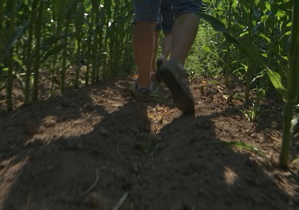 Divertissement : un labyrinthe de maïs bientôt ouvert à Houdeng