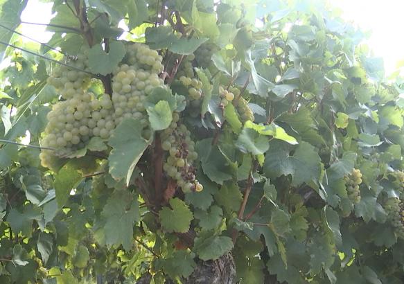 Haulchin : vendanges au Vignoble des Agaises
