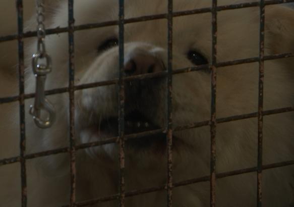 La Louvière : un code wallon du bien etre animal