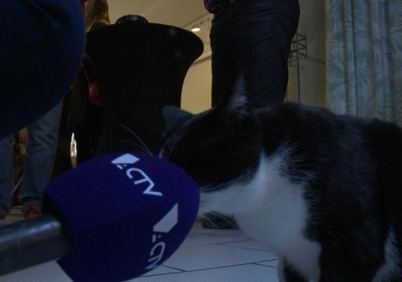 La Louvière: inauguration bar à chats