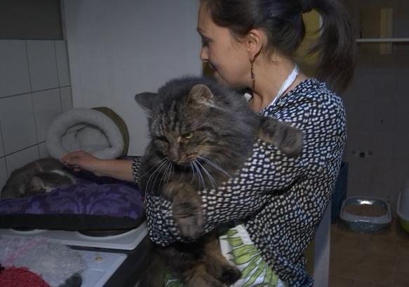 La Louvière : Les chats ont désormais leur bar