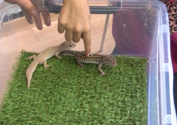 Des enfants face aux reptiles lors une animation au Roeulx