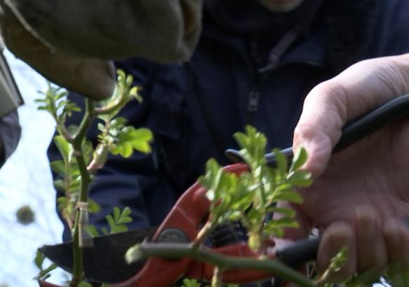 Retour du printemps: un atelier sur la taille des rosiers au Roeulx!