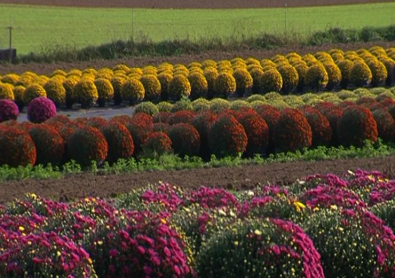Ville-sur-Haine : Les chrysanthèmes de la famille Hautenauve.