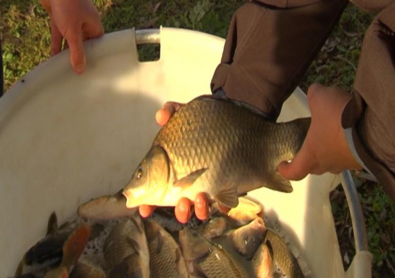 Strépy-Bracquegnies: empoissonnement exceptionnel des étangs.