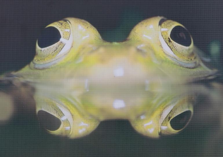 Une animation autour des amphibiens à Braine le Comte